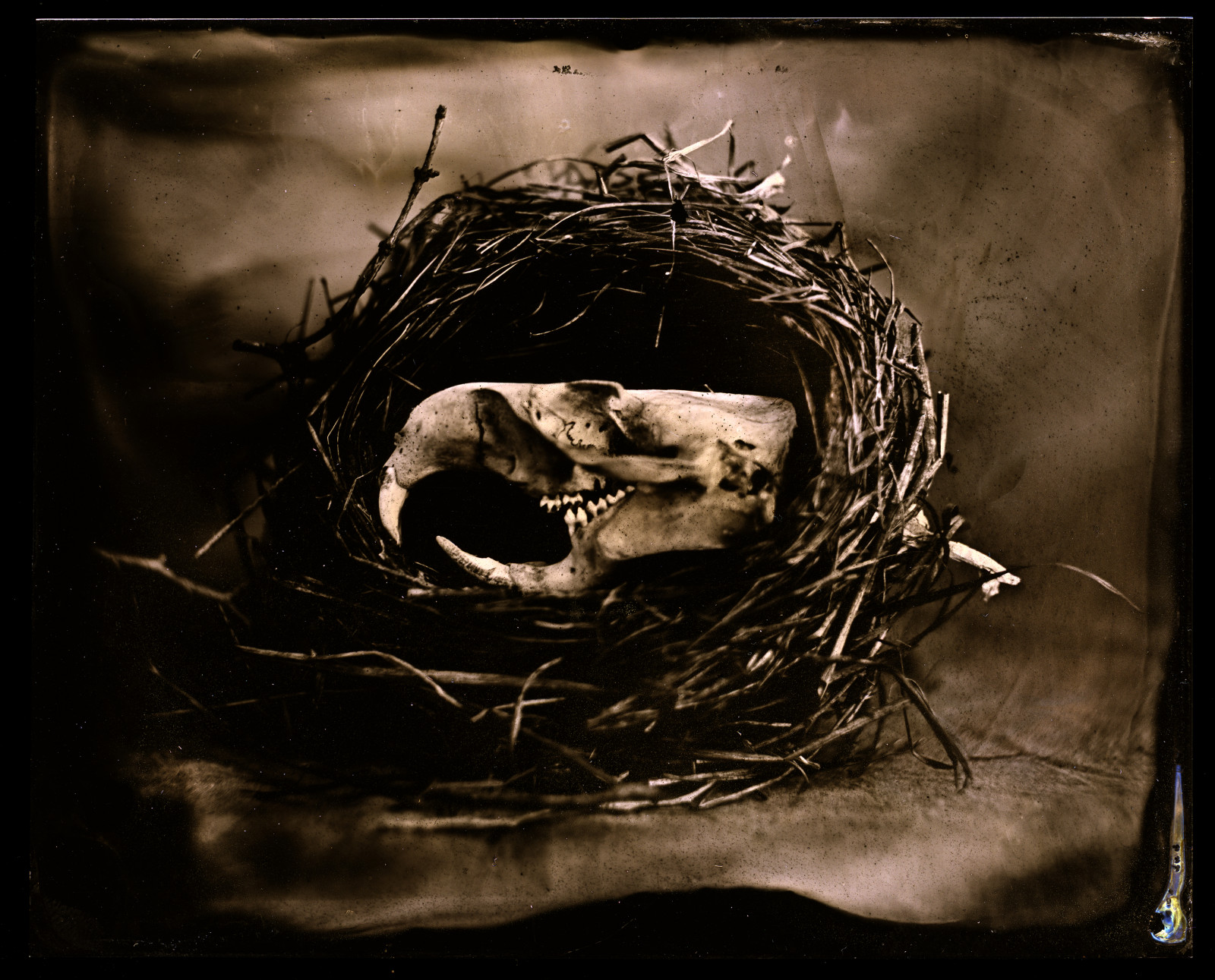 gammel, monokrom, mørke, sort og hvid, monokrom fotografering, stadig liv fotografering, fugl reden, arbejdshest, stock photography, visual arts