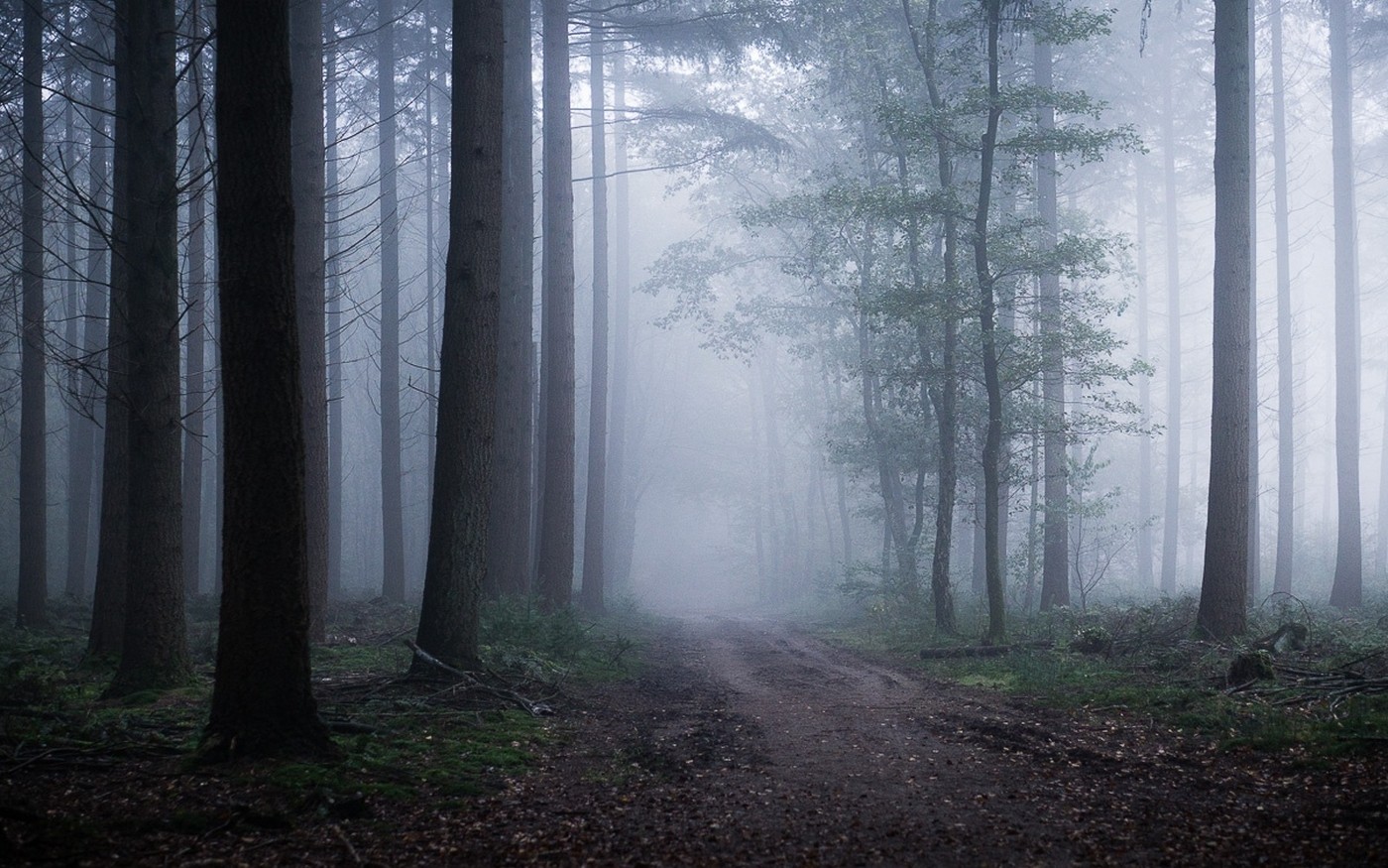 luz de sol, Árboles, paisaje, bosque, naturaleza, Mañana, niebla, camino de tierra, atmósfera, camino, árbol, otoño, niebla, clima, temporada, oscuridad, bosque, habitat, entorno natural, Fenómeno atmosférico, Planta leñosa, Característica geográfica, ecosistema, Bosque de coníferas templado, Viejo bosque del crecimiento