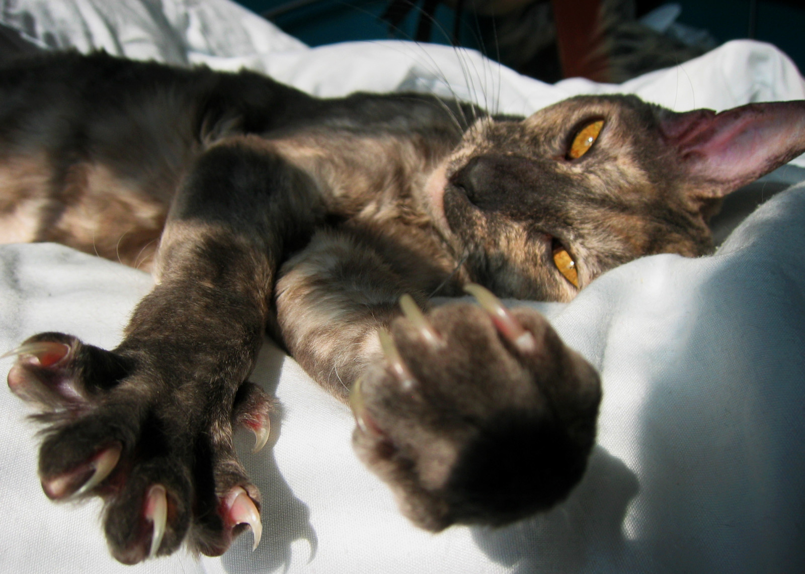 kočka, oči, postel, srst, drápy, kníry, Kočkovitý, tlapky, roztomilý, kotě, póza, fauna, savec, kočka jako savci, čenich, malé až středně velké kočky, carnivoran, tlapka, dráp, rex, cornwallský, Cornishrex