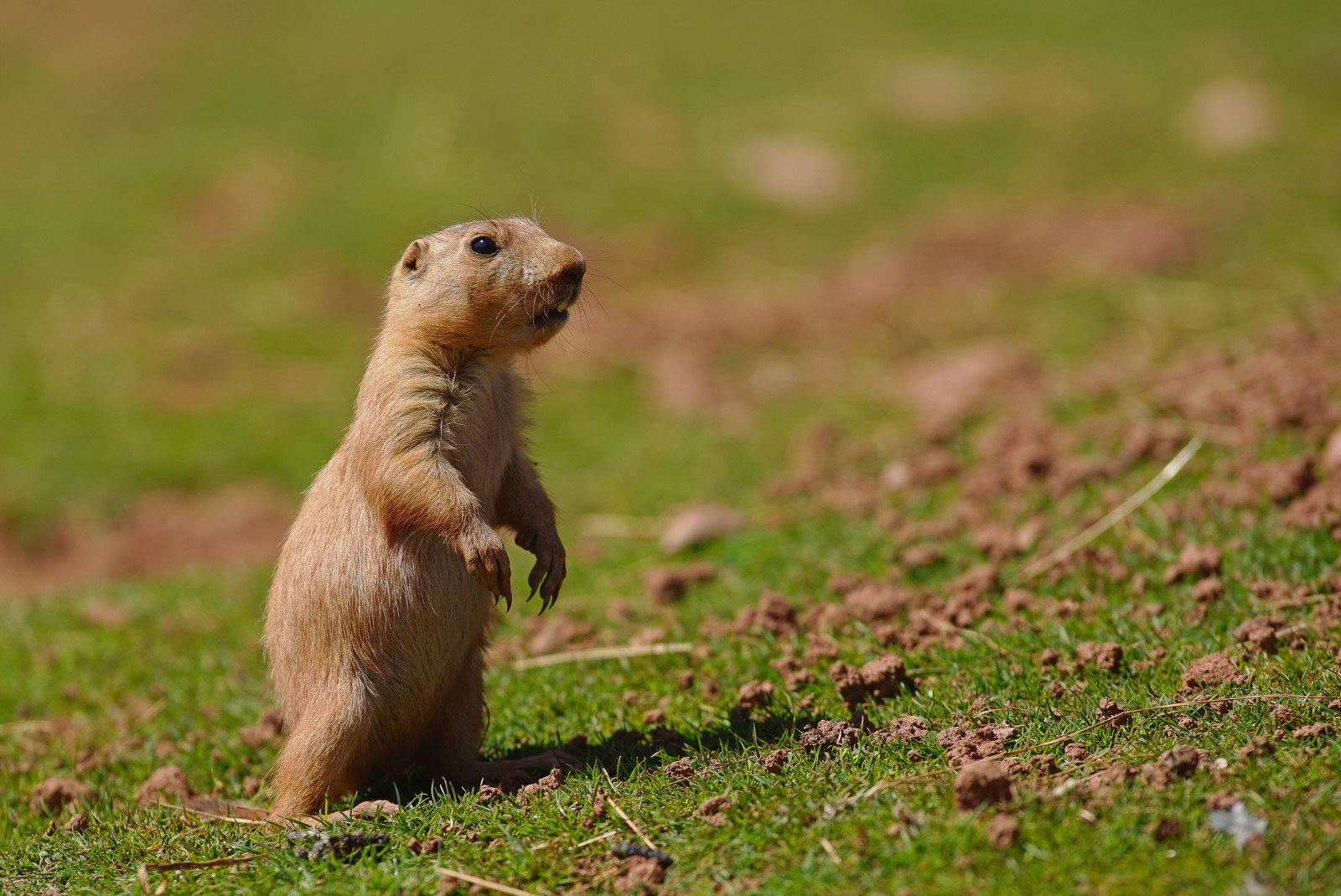 fauna, ekosystém, savec, prerijní pes, terrestrial animal, svišť, lučina, veverka, Volně žijících živočichů, hlodavec, tráva, organismus, ekoregion, prérie, čenich