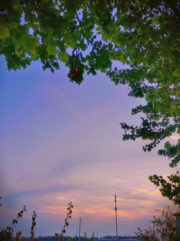 sunset,tree bark,leafy