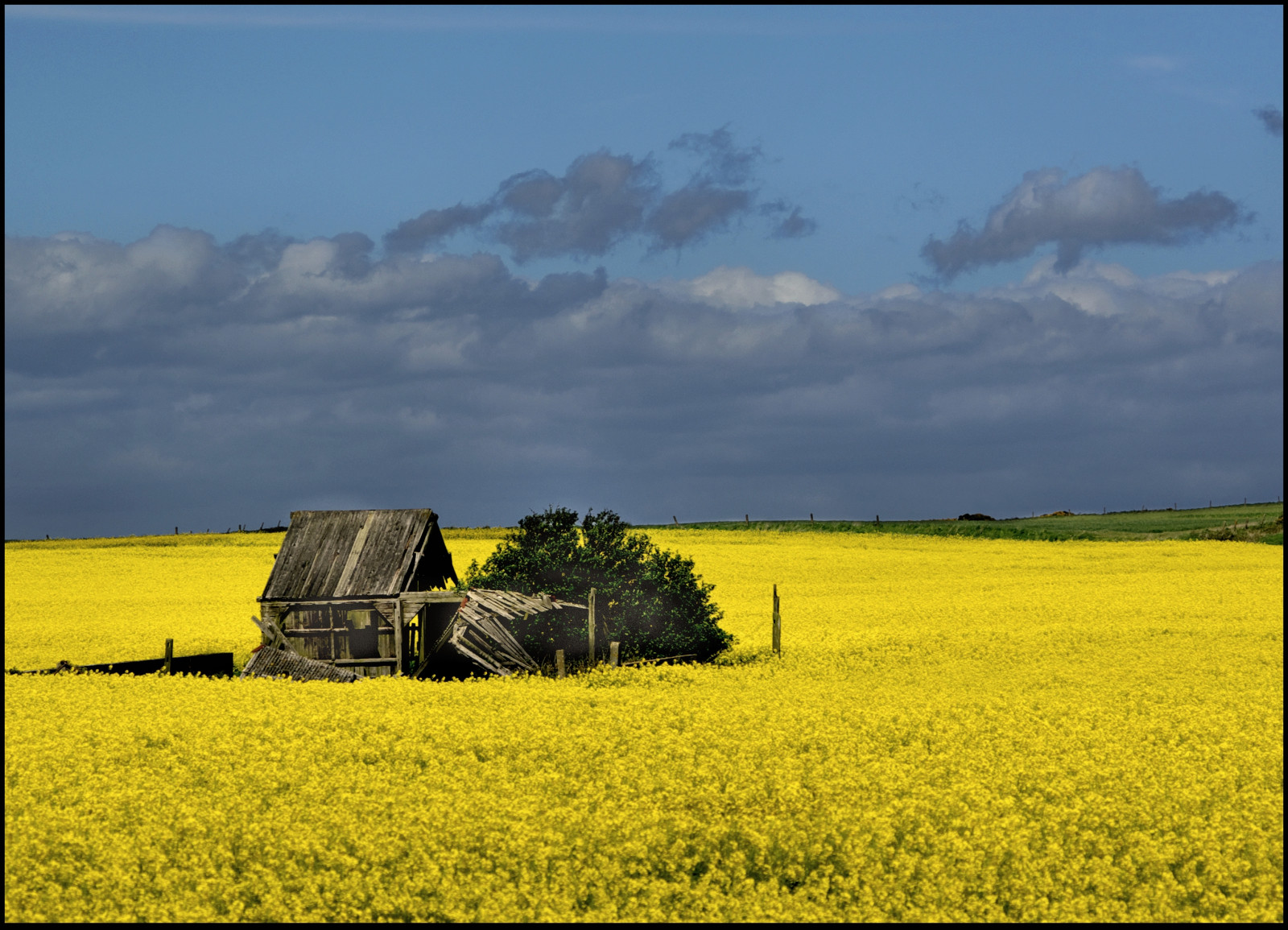 Wallpaper landscape, sky, field, yellow, England, farm, UK, Yorkshire