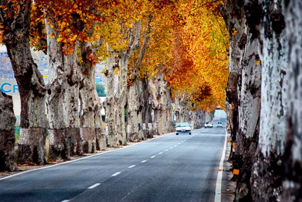landscape, colorful, street, sunlight, trees, fall