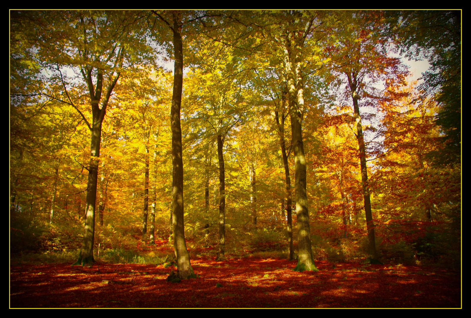 slunečnímu záření, krajina, les, podzim, Příroda, Červené, tráva, nebe, dřevo, větev, žlutý, ráno, kouzlo, slunce, světlo, strom, zlatý, podzim, list, tvořivý, magický, Oberberg, zálesí, háj, počítač tapeta, ekosystém, mírné jehličnatý les, biome, kufr, prales, smíšený les, opadavý, Edersee, Kellerwald, NPP, Artc, Kellerwald2013, spruce fir forest, northern hardwood forest concept