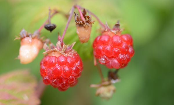 raspberry,berry,ripe,branch