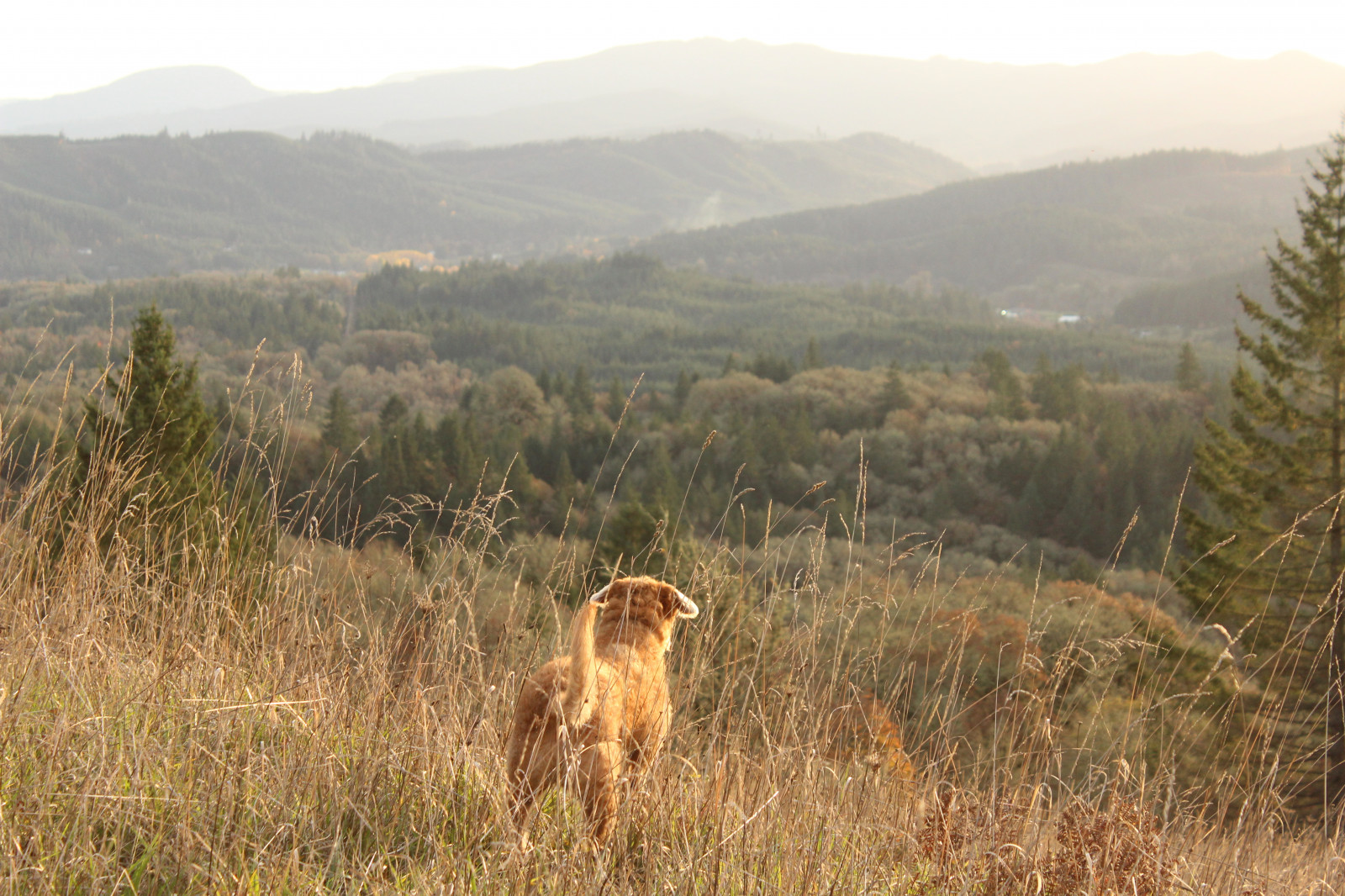 Wallpaper dog, rear view, landscape, pine trees, mountains, grass