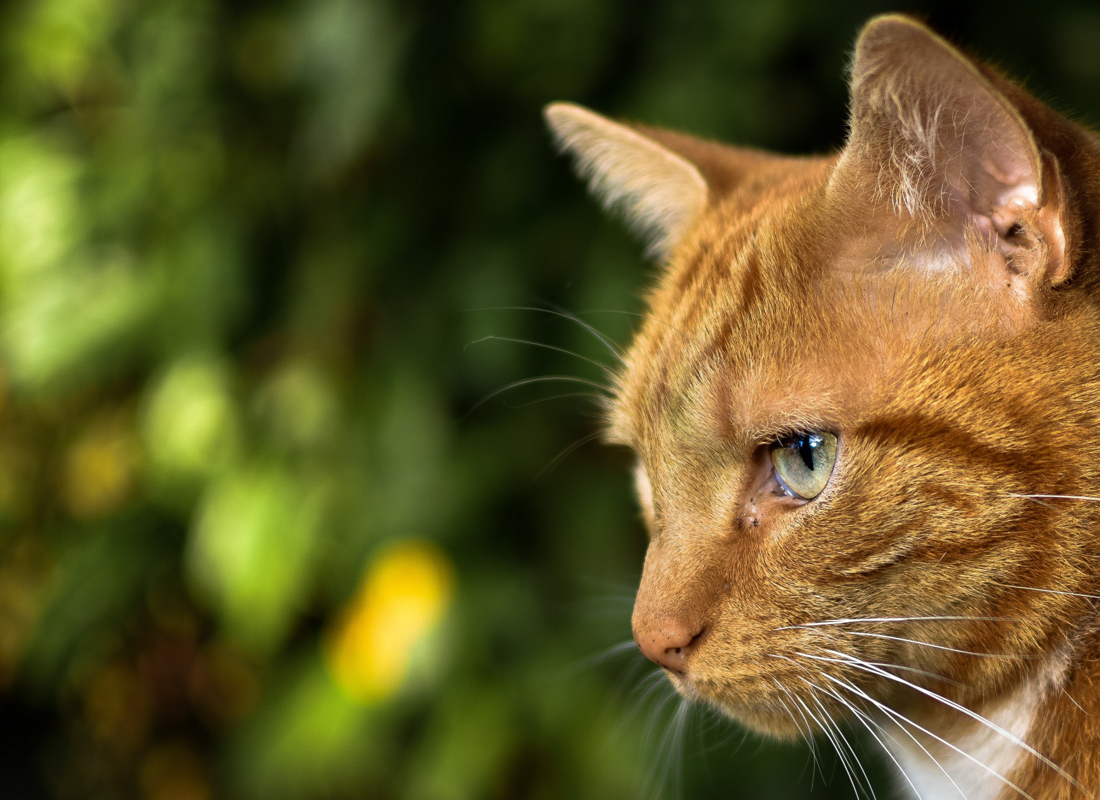 hår, hoved, kat, øje, felidae, kødædende, små til mellemstore katte, whiskers, fawn, terrestrial animal, snude, græs, indenlandske korthåret kat, pels, træ, dyreliv, plante