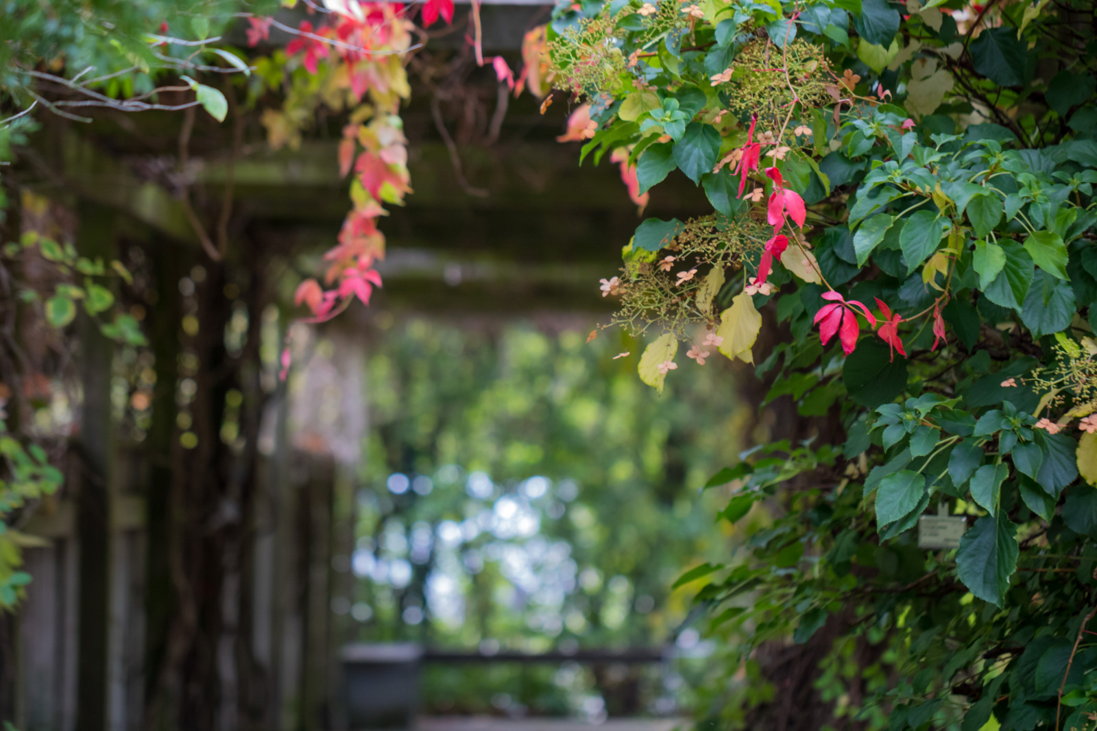 สวน, จอด, สาขา, เบ่งบาน, สนามหลังบ้าน, ต้นไม้, ฤดูใบไม้ร่วง, ใบไม้, ดอกไม้, ปลูก, ฤดู, พืช, h st, exif model canoneos760d, ประเทศธรณีวิทยา, กล้องทำให้ Canon, geocity, กล้องรุ่น canoneos760d, geostate, ตำแหน่งทางภูมิศาสตร์, exif ทำให้ canon, ความยาวโฟกัส Exif 100mm, เลนส์ exif100mmf28lmacroisusm, Alnarp, exif isospeed 500, เปิดรูรับแสง 28, พฤกษศาสตร์, โรงงานที่ดิน, พืชดอก, ไม้พุ่ม