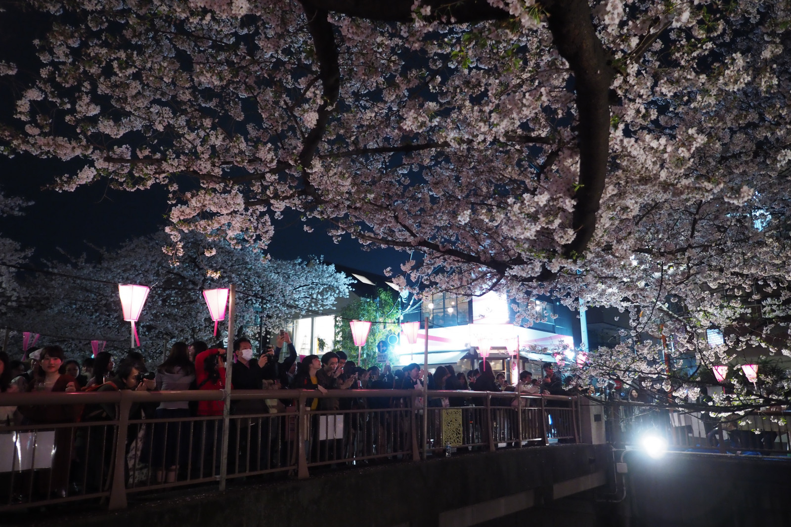 Japonsko, noc, Třešňový květ, Pero, jaro, Tokio, Olympus, jp, květ, třešeň, sakura, 12mmf20, mzuiko, penf, ZUIKO, mzuikodigitaled12mmf20, třešňové květy, meouroriver