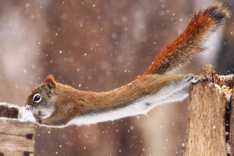neige, hiver, animaux, Les mammifères, écureuil neige, hiver, animaux, Les mammifères, écureuil