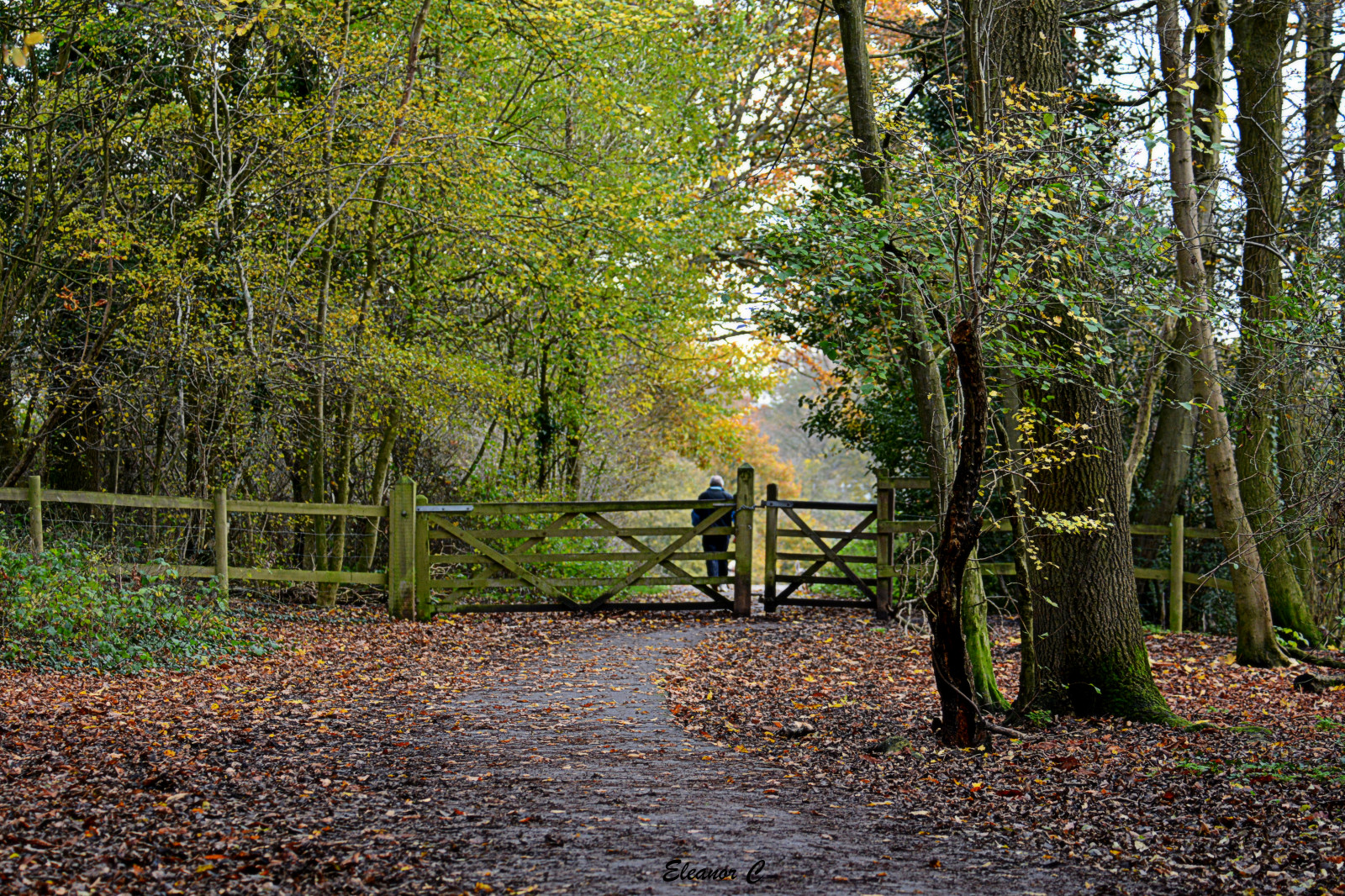 Spojené království, podzim, scenérie, Stanmore, bentleypriorynaturereserve, nikond7100, november2014, heriotwood