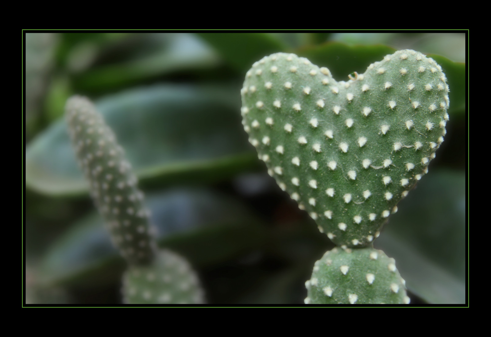 milovat, růžky, zelená, kaktus, Miláček, nenávist, květ, rostlina, pupen, oslava, eos, abigfave, Soe, aplusphoto, diamondclassphotographer, bolest, 350D, náklonnost, sigma1770, kvetoucí rostlina, makro fotografie, Caryophyllales, opuncie, závod stonek, organismus, Khalid, fdsflickrtoys, barbary fík, Valentýn, nopal, Eos350d, Vday, Aligarh, Khalidonmove, Hersgift