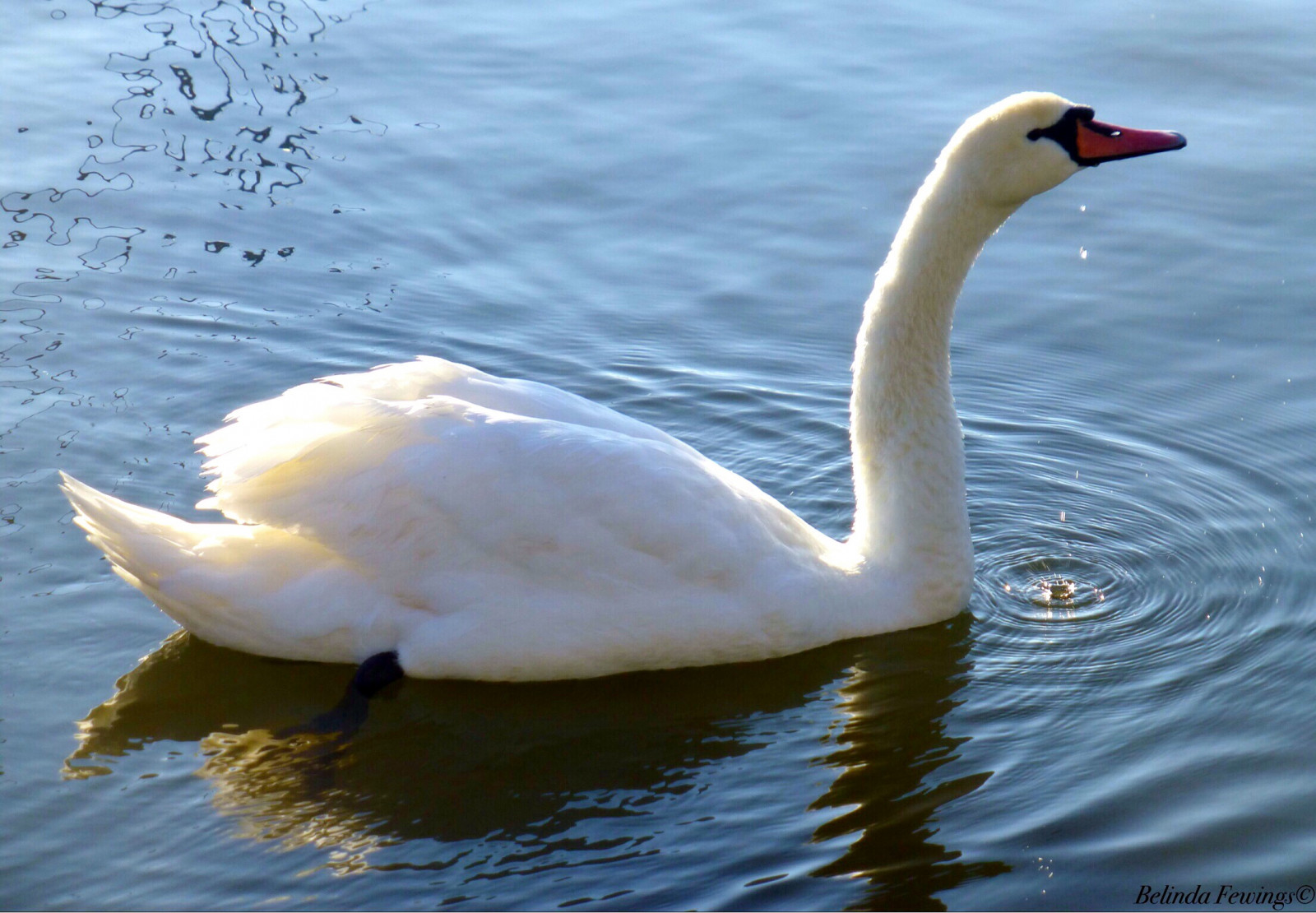 Wallpaper : travel, autumn, reflection, bird, fall, beauty, swan ...