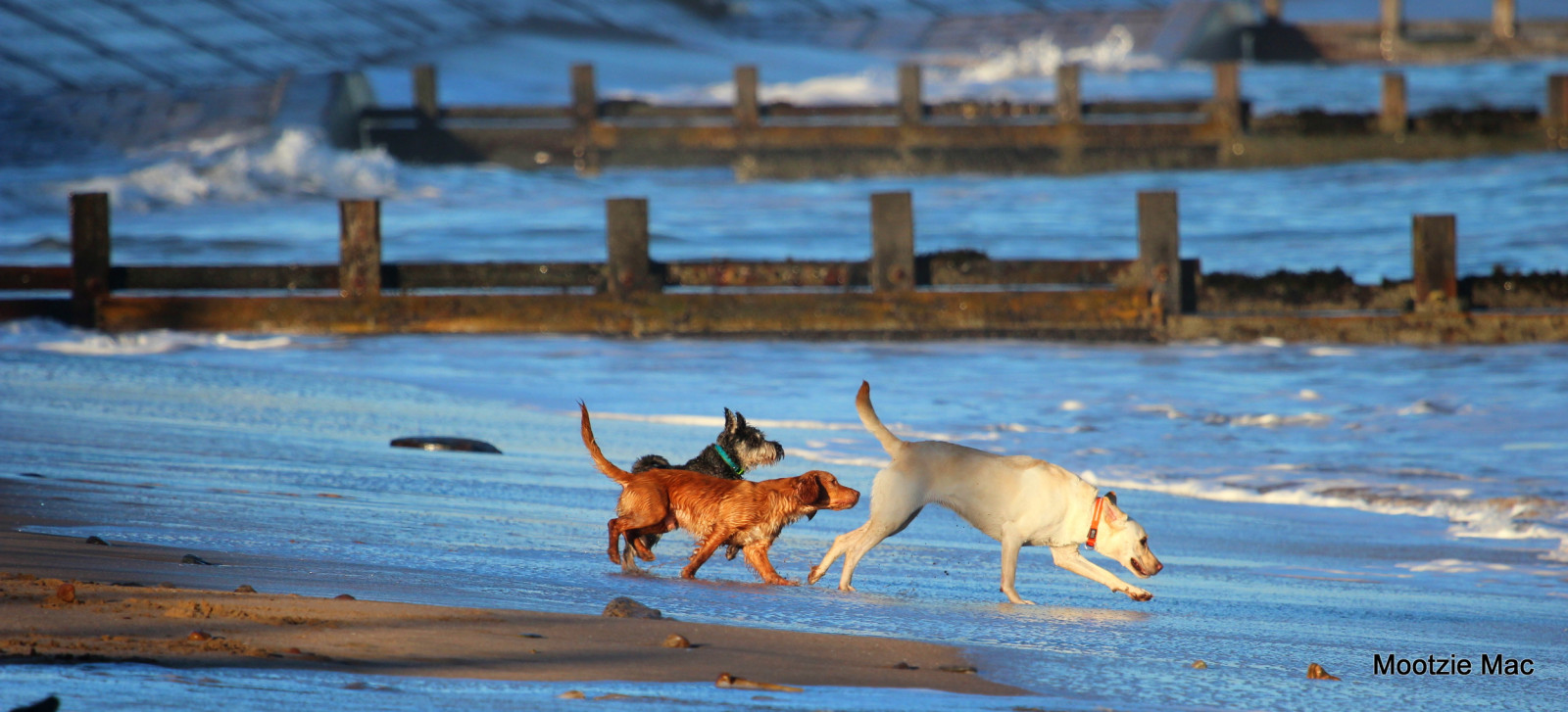 Wallpaper sea, cute, beach, dogs, ball, three, sand, waves, running