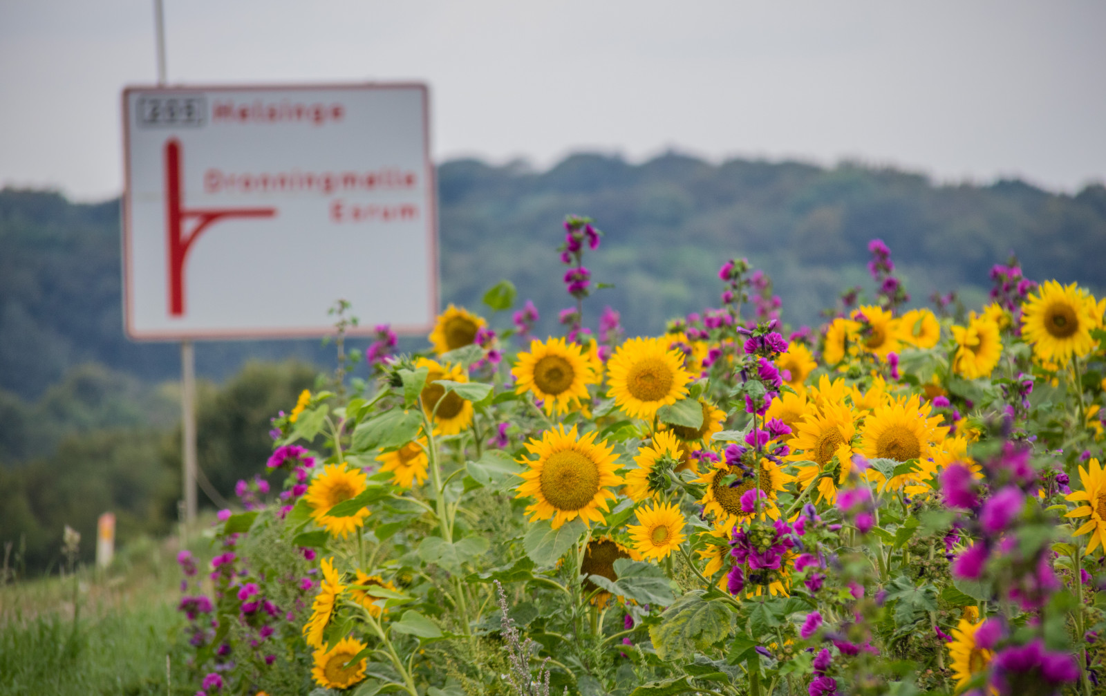 Příroda, tráva, pole, žlutý, Dánsko, květ, rostlina, slunečnice, flóra, Blomma, solros, Danmark, f lt, exif modelu canoneos760d, geocountry, Kamera aby kánon, geocity, Model fotoaparátu canoneos760d, geostate, geolocation, EXIF čočka efs18200mmf3556is, EXIF otvor 56, exif focallength 200mm, exif aby kánon, exif isospeed 400, louka, divoká rostlina, prérie, botanika, suchozemská rostlina, kvetoucí rostlina, jednoletá rostlina, daisy rodina