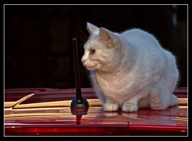 canon7d, cat, Toyota, nose, whiskers, mammal canon7d, cat, Toyota, nose, whiskers, mammal