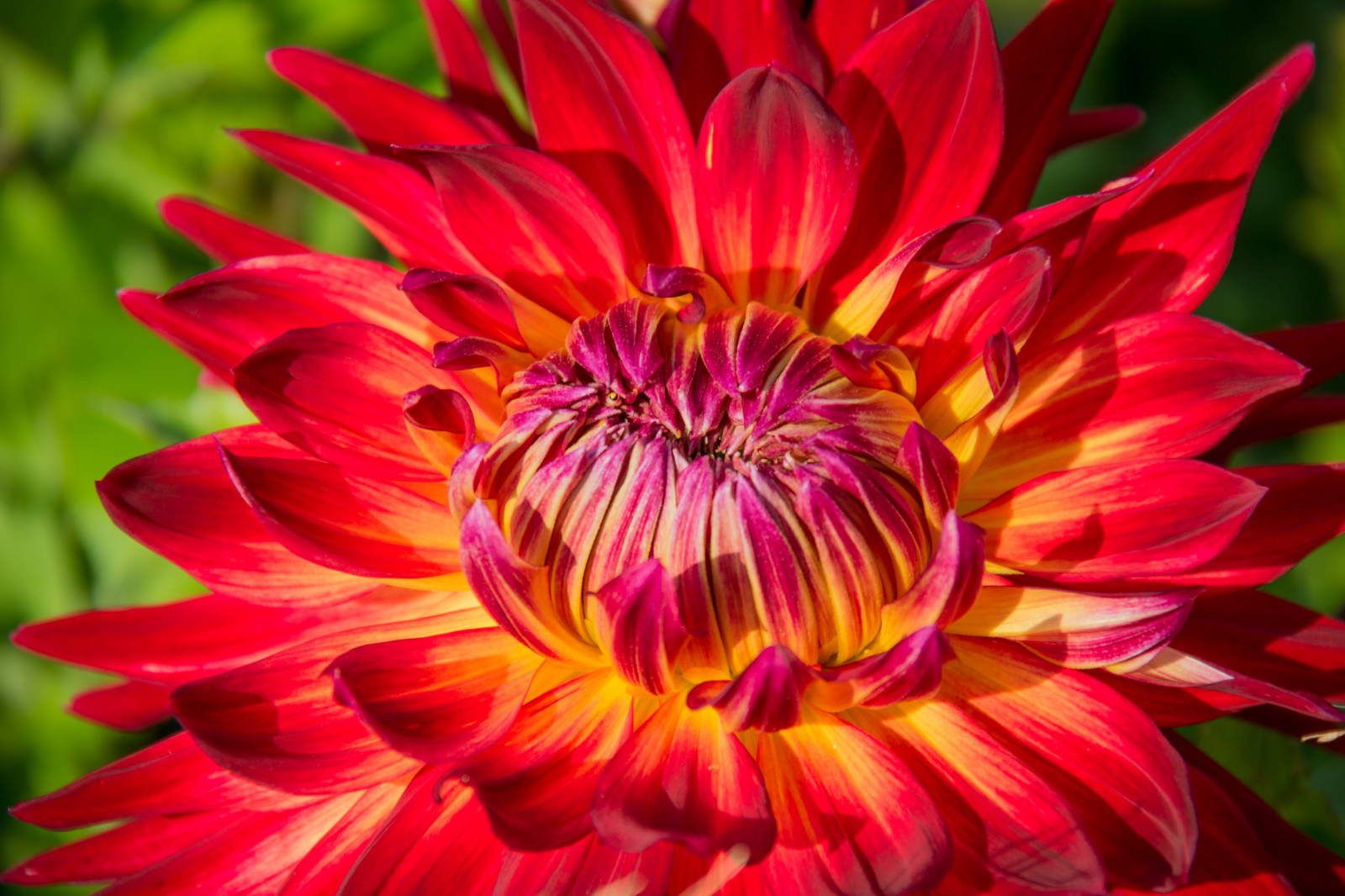 สีแดง, ดอกไม้, ปลูก, ดอกดาเลีย, พืช, Blomma, มัลโม, exif model canoneos760d, ประเทศธรณีวิทยา, กล้องทำให้ Canon, geocity, กล้องรุ่น canoneos760d, geostate, ตำแหน่งทางภูมิศาสตร์, เลนส์ Exifs efs18200mmf3556is, รูรับแสง 56, ความยาวคลื่น exif 200 มม, exif ทำให้ canon, exif isospeed 100, katrinetorp, กลีบดอก, โรงงานที่ดิน, พืชดอก, ใกล้ชิด, โรงงานประจำปี, การถ่ายภาพมาโคร, ต้นกำเนิด, ครอบครัวเดซี่