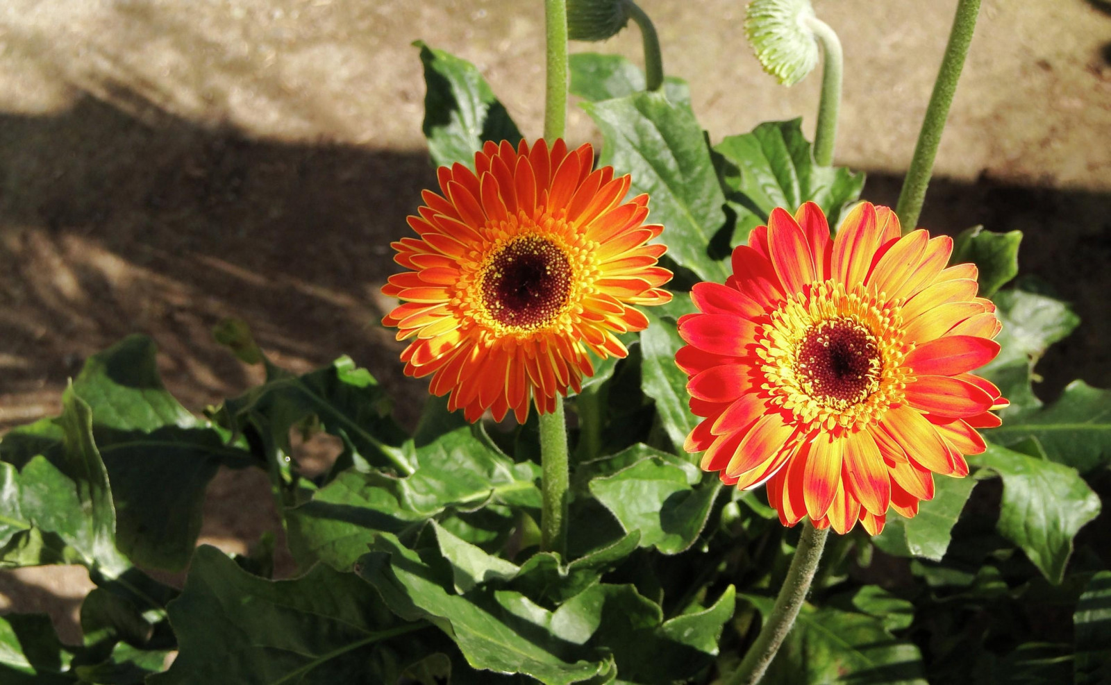 Wallpaper gerbera, flowerbed, shade, Sun 2560x1580 1045893 HD