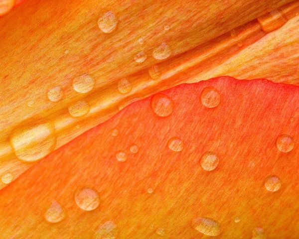 petals,leaf,wood,orange,texture,Peach