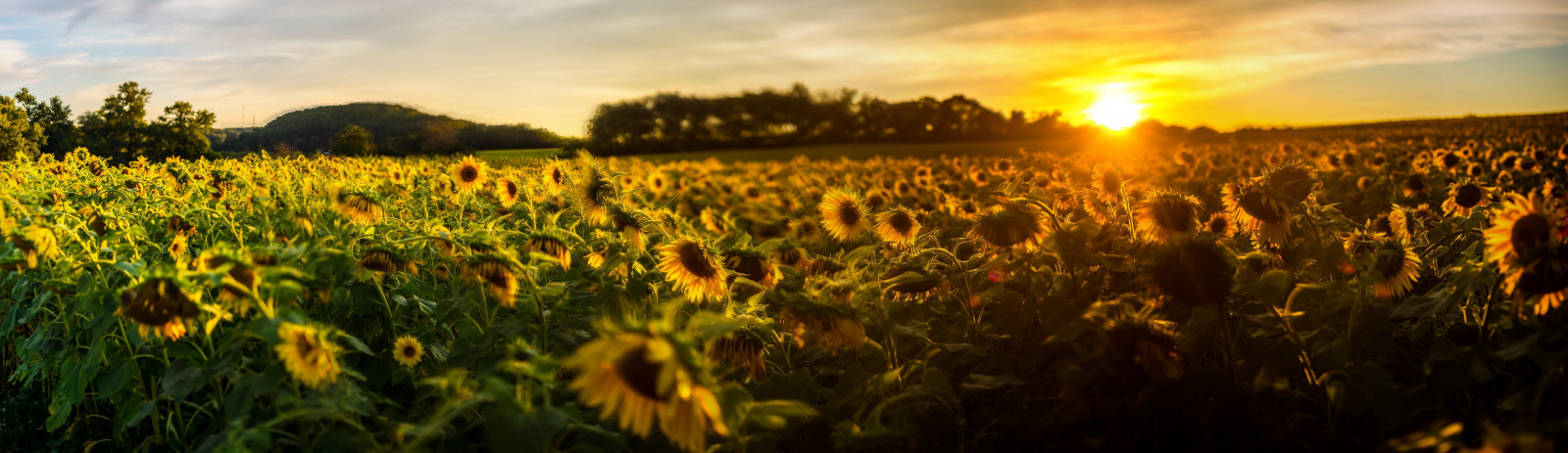 autostitch, slunečnice, iOS, harfordcounty, Jarrettsvillepike, Hessroad