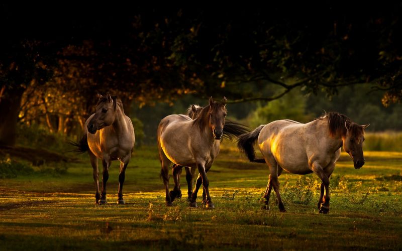 animale, natură, cal, seară, dimineaţă, animale sălbatice animale, natură, cal, seară, dimineaţă, animale sălbatice