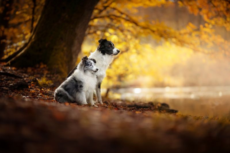 падане, на открито, животни, куче, бозайници, природа падане, на открито, животни, куче, бозайници, природа