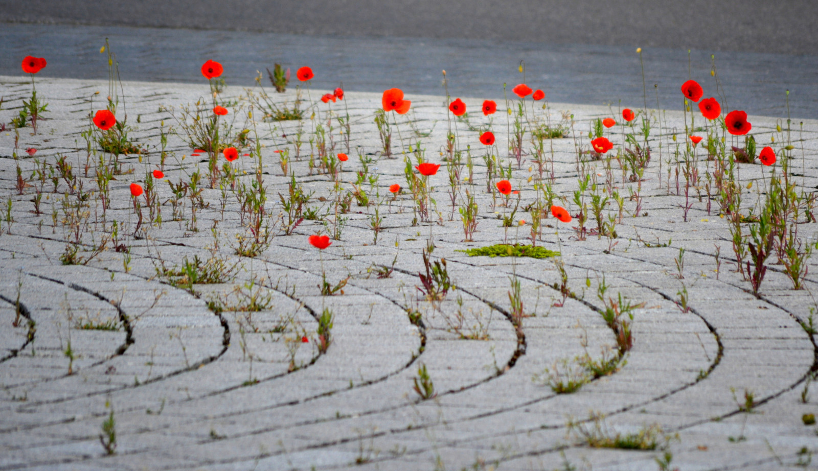 gade, rød, detalje, natur, linjer, Nikon, fortov, valmue, kurve, papaver, Mohn, Papaveraceae, Klatschmohn, papaverrhoeas, naturestrikesback, d5200