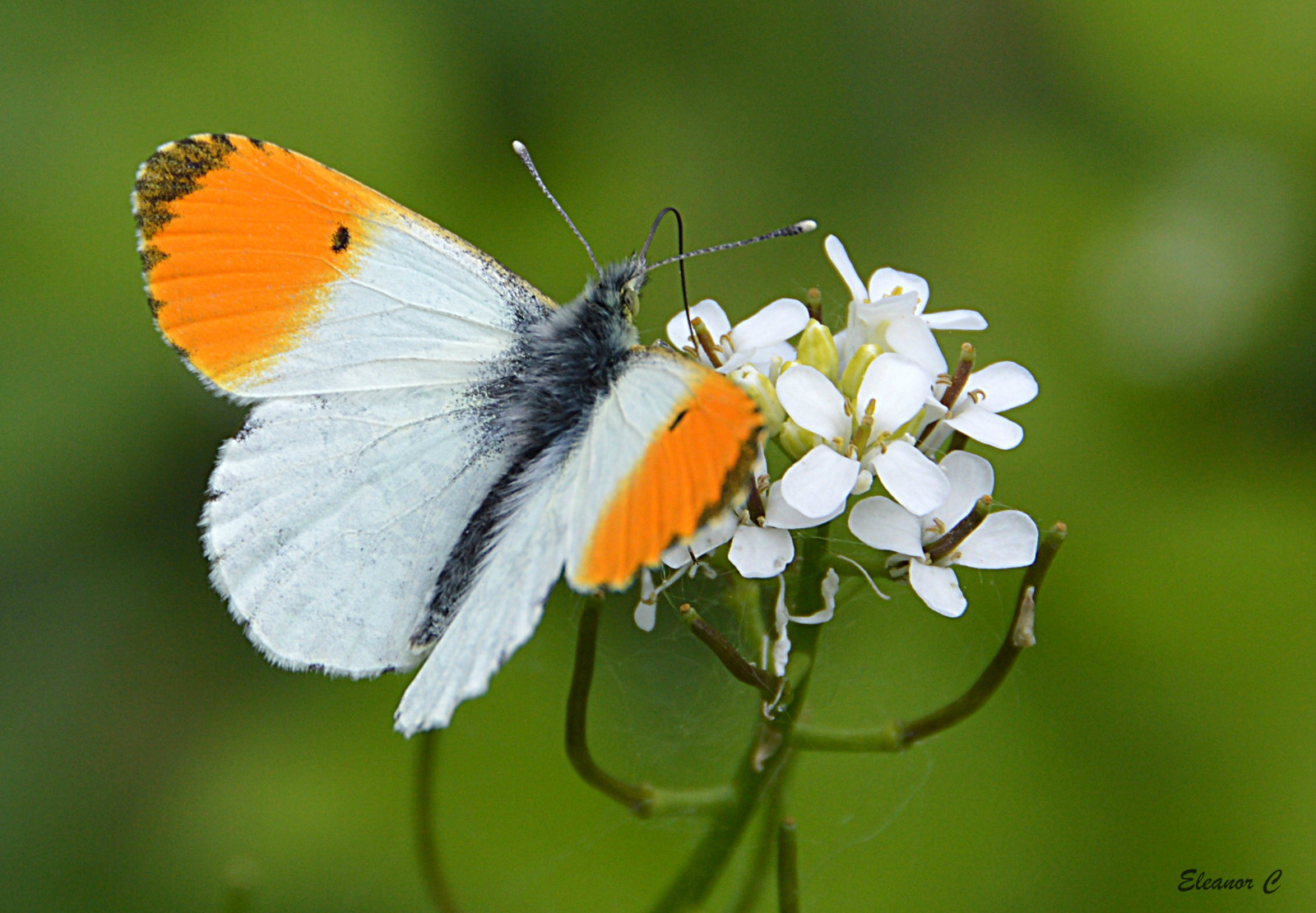 Wallpaper UK, flowers, London, butterfly, nikond3200, welshharp