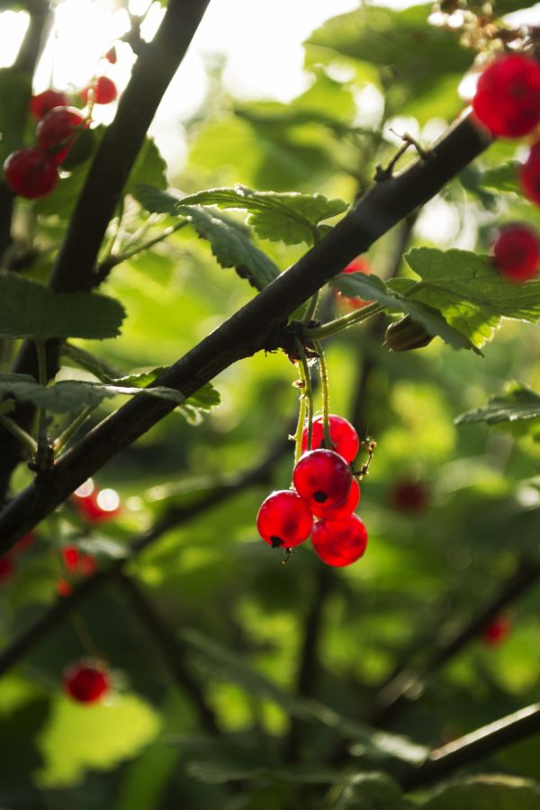 food, branch, fruit, nature, red, macro