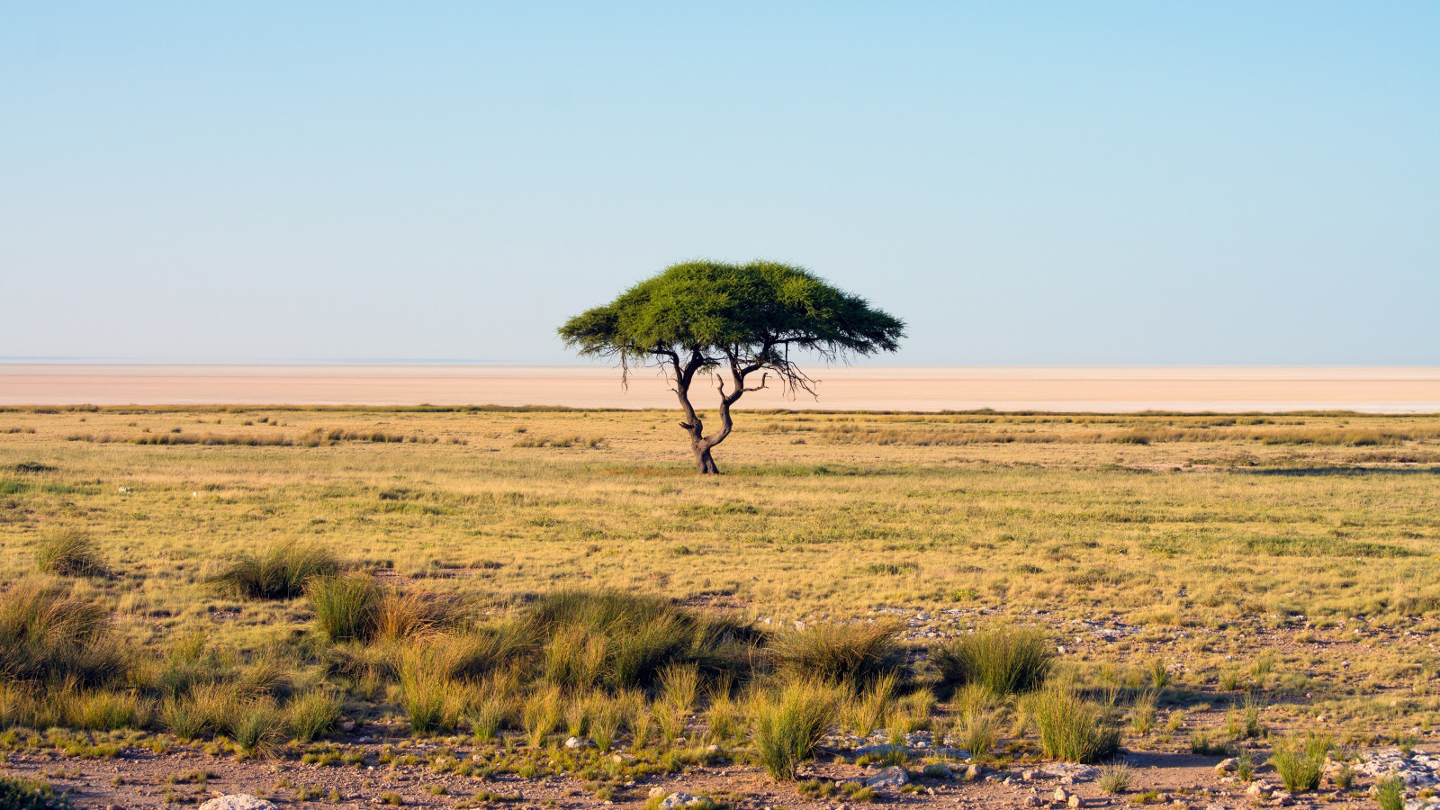 stromy, krajina, moře, Příroda, nebe, pole, pobřeží, Volně žijících živočichů, horizont, Afrika, národní park, divočina, savana, Namibie, step, mokřadní, strom, lučina, Safari, dobrodružství, prostý, prérie, 3840x2160 px, bažina, venkov, místo výskytu, přírodní prostředí, ekosystém, savana