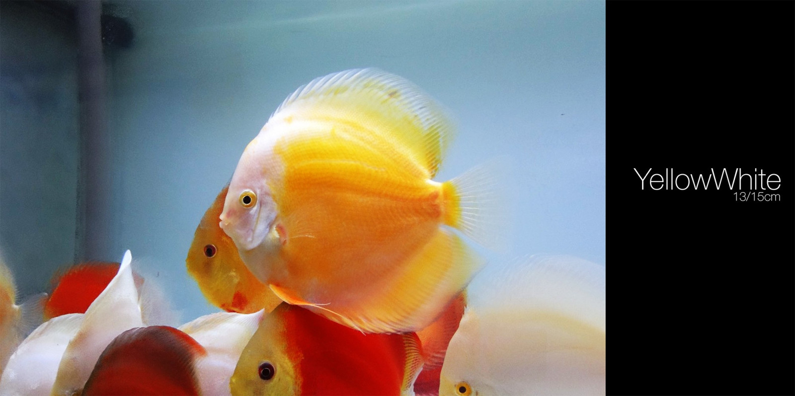 Wallpaper : fish, yellow, goldfish, Discus Fish, marine biology