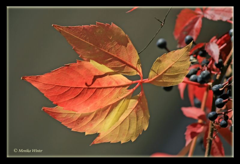 秋,オートネン,ハーバスト,オートン,ハーブストラップ,草刈り機