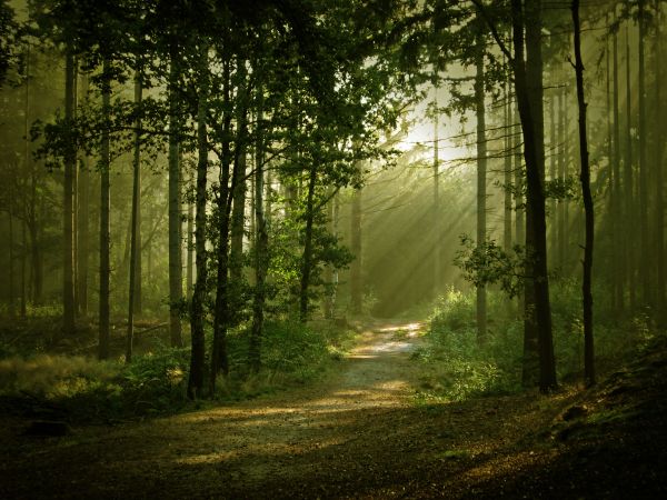 sunlight,trees,landscape,forest,nature,grass