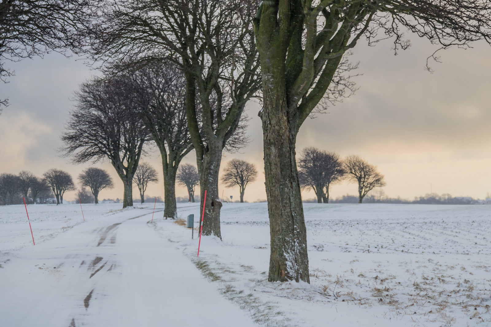 landskab, sne, vinter, vej, morgen, frost, Fryser, træ, vejr, sæson, vinter, tr d, landskabet, landsbygd, landskap, exif model canoneos760d, geocountry, kamera gør kanon, geocity, kameramodel canoneos760d, exif isospeed 250, geostate, geolocation, exif linse efs18200mmf3556is, exif åbning 56, exif gøre kanon, exif focallength 90mm, VAG, Söderslätt, snestorm, atmosfærisk fænomen, vedplante, vinter storm, sno