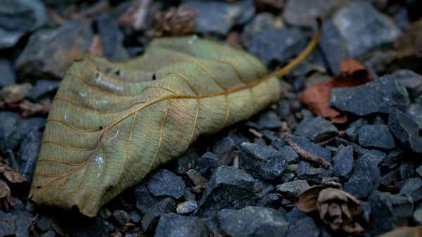 fall,leaves,rock,nature,macro,insect