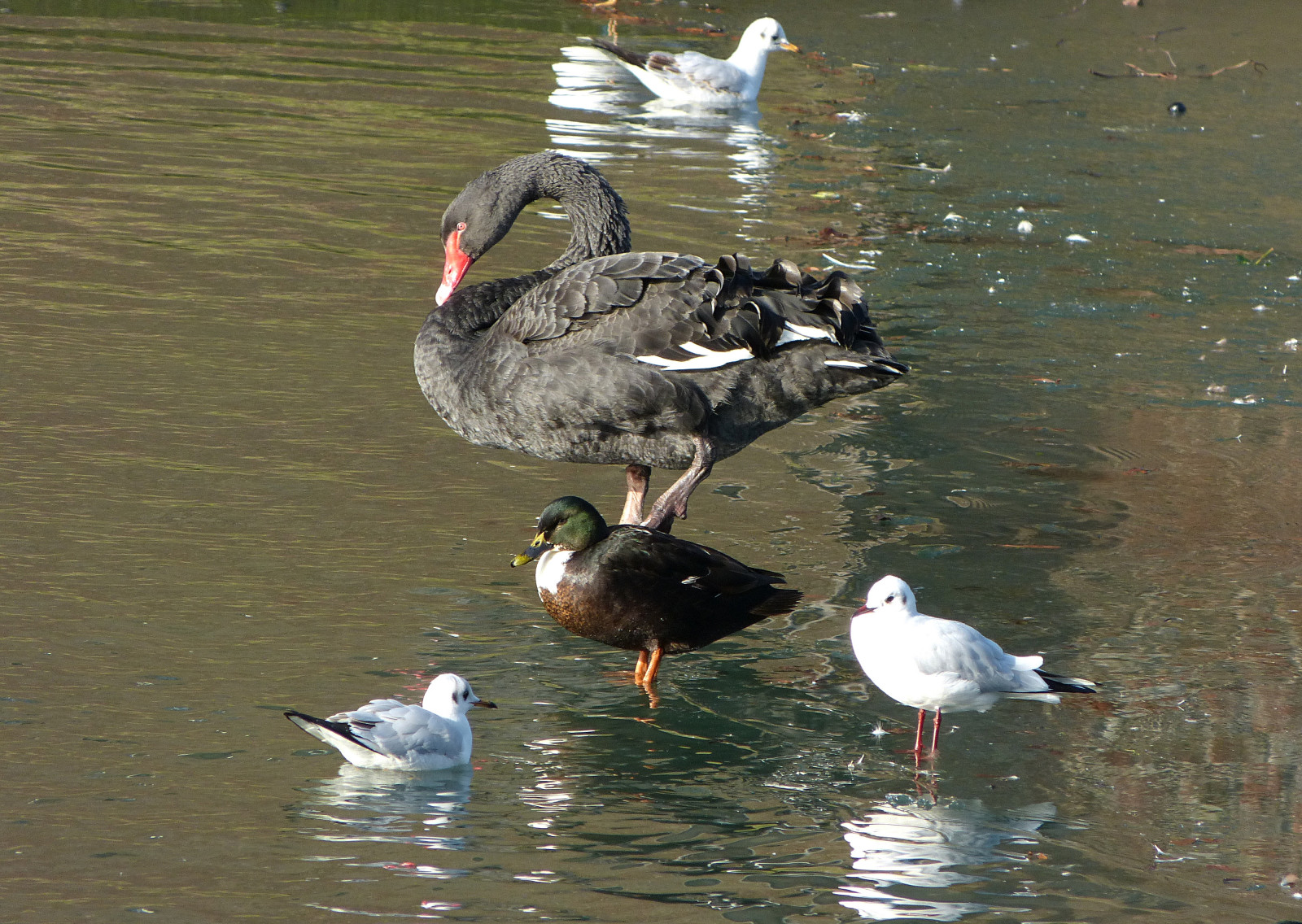 1320981, panasonicdmcfz150, zwartezwaan, sort svane, eend, and, Meeuwen, måger, refleksioner, VOGELS, fugle, NGC, NPC