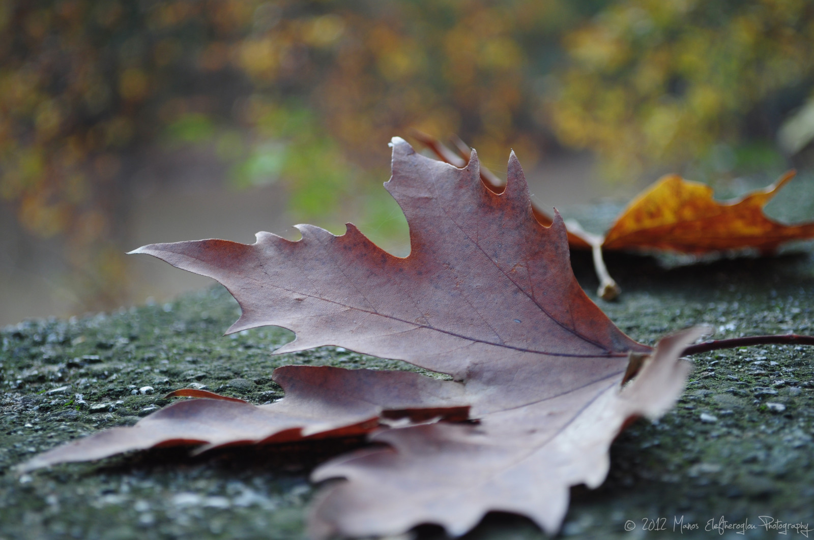 træer, Skov, efterår, blade, natur, himmel, afdeling, frost, flod, græsk, Grækenland, Nikon, Europa, økologi, vandring, egetræ, ro, 2012, scene, smuk, rusten, træ, efterår, dag, blad, blomst, plante, sæson, naturlig, greatphotographers, blinkagain, flora, farve, film, abigfave, nikonflickraward, natura, platinumheartaward, SOE, ringexcellence, dblringexcellence, godt skud, tplringexcellence, naturskøn, platinumphoto, betterthangood, goldstaraward, nikond5000, D5000, flickrbronzetrophygroup, Hellas, botanik, jord plante, blomstrende plante, vedplante, tæt på, makrofotografering, stængelplante, løvfældende, ahorntræ, Griechenland, ahorn blad, økologisk, autumnmood, platantree, Pinios, northgreece, makisamos