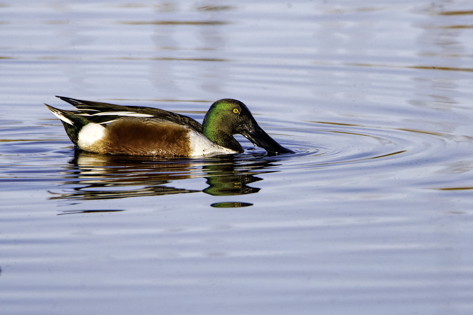 mercednationalwildliferefuge, voda, Volně žijících živočichů, waterbird, Northernshovelerduck, Příroda, nikond500, národní park, odraz, wildliferefuge, útočiště, losbanos, Kalifornie, stevejordan, punahou77, park, kachna, Tamron150600mmlens, Tamron