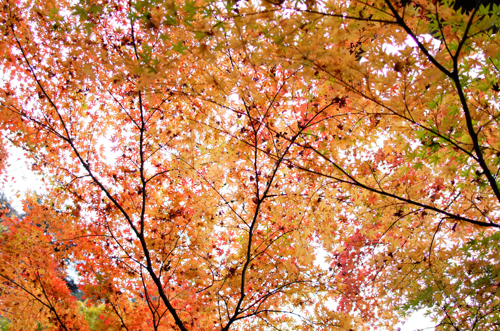 Japonsko, slunečnímu záření, větev, Leica, Tokio, jp, strom, podzim, list, rostlina, sezóna, CC, T, Shinjuku, leicat, Summicron, CreativeCommons, summicron235, 235, shinjukugyoen, zálesí, suchozemská rostlina, kvetoucí rostlina, dřevina, opadavý, javor