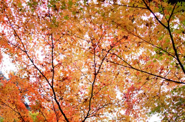 Japan,sunlight,branch,Leica,Tokyo,Jp