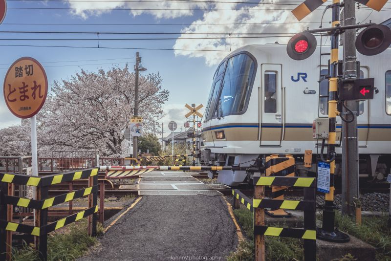 ต้นไม้, ปลูก, ยานพาหนะบก, ขนส่ง, ยานพาหนะ, ติดตาม