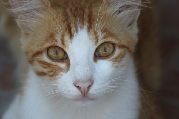 face,cat,nose,whiskers,skin,eye