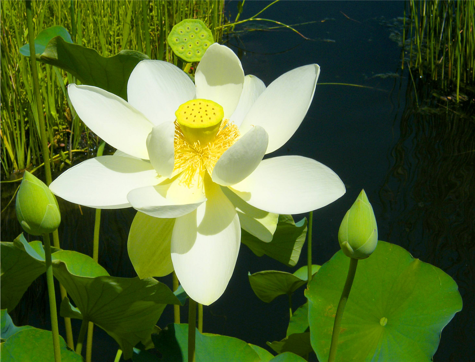 Hintergrundbilder Nyc, Weiß, Ny, New York, Blume, Grün, Gelb, botanisch, Blatt, Lotus, Bronx