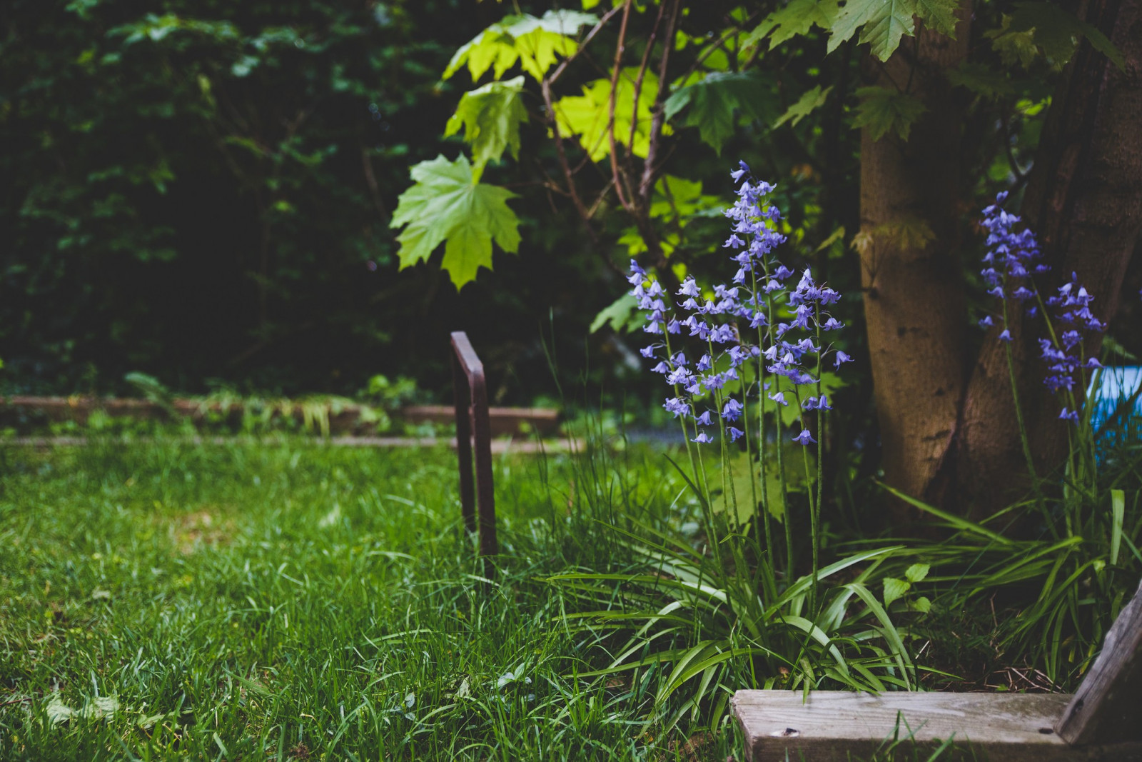 luce del sole, alberi, fiori, giardino, erba, ramo, verde, giungla, cortile, albero, foglia, fiore, cortile, pianta, flora, prato, prato, bosco, botanica, arbusto