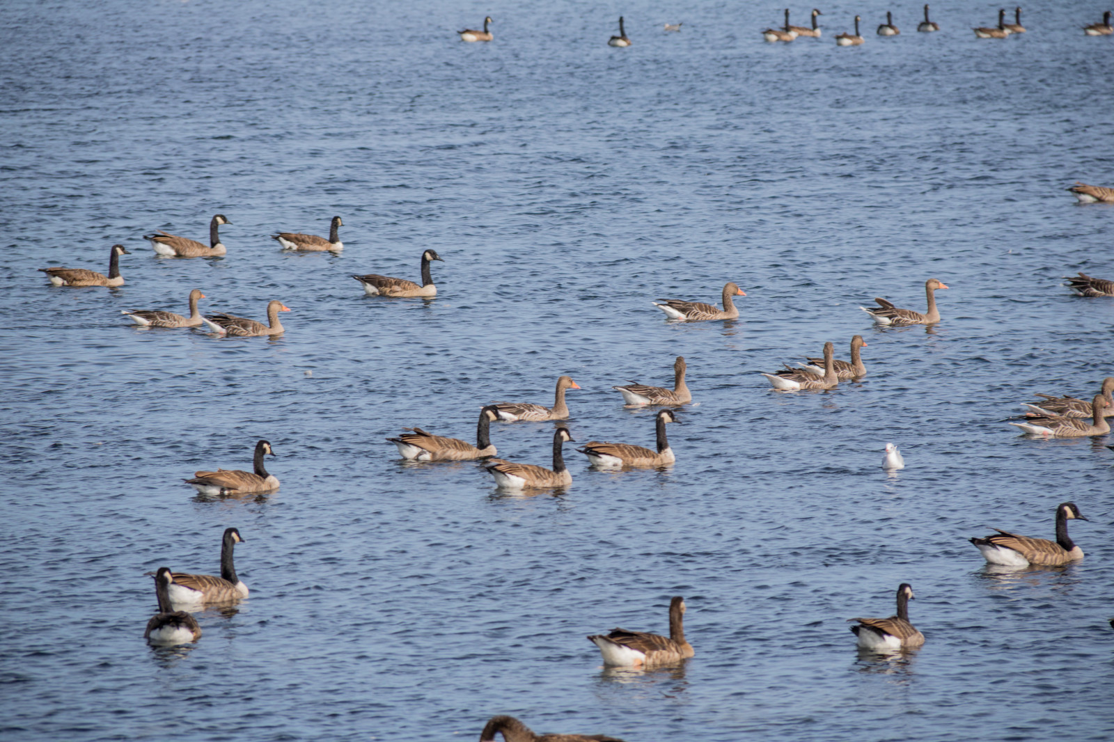 ทะเล, ทะเลสาบ, น้ำ, สัตว์ป่า, เป็ด, นก, Vatten, hav, f เจล, sterlen, exif model canoneos760d, ประเทศธรณีวิทยา, กล้องทำให้ Canon, geocity, กล้องรุ่น canoneos760d, geostate, ตำแหน่งทางภูมิศาสตร์, เลนส์ Exifs efs18200mmf3556is, ความยาวคลื่น exif 200 มม, exif ทำให้ canon, exif isospeed 100, รูรับแสง exif 71, simrishamn, ฝูง, สัตว์ป่า, นกน้ำ, สัตว์มีกระดูกสันหลัง, นกน้ำ, ห่านห่านและห่าน, นกอพยพ, การย้ายถิ่นของสัตว์, shorebird