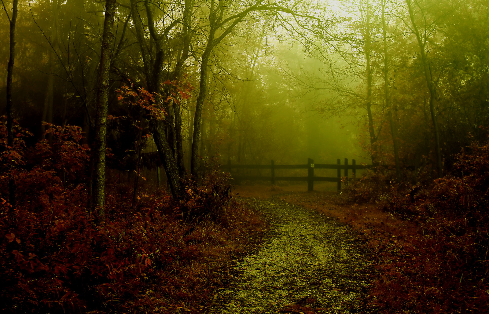 Wisconsin Biome Wallpaper : sunlight, landscape, fall, grass, branch, morning, mist ...