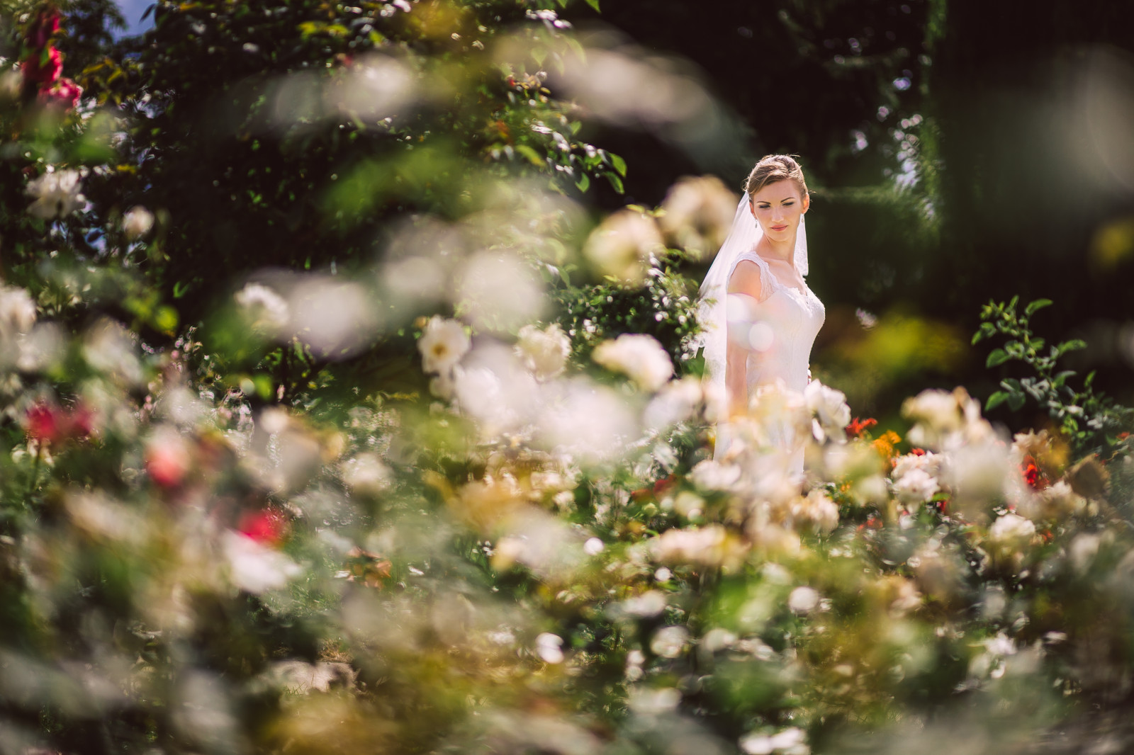 slunečnímu záření, les, portrét, Příroda, milovat, tráva, šaty, větev, móda, Ukrajina, jaro, Kiev, Krásná, strom, list, květ, rostlina, dívka, krása, žena, dívej se, zábava, svatba, nevěsta, fotografie, okvětní lístek, weddingphotographer, bílé šaty, počítač tapeta, obřad, růže rodina, Evrope, mirfotokievua