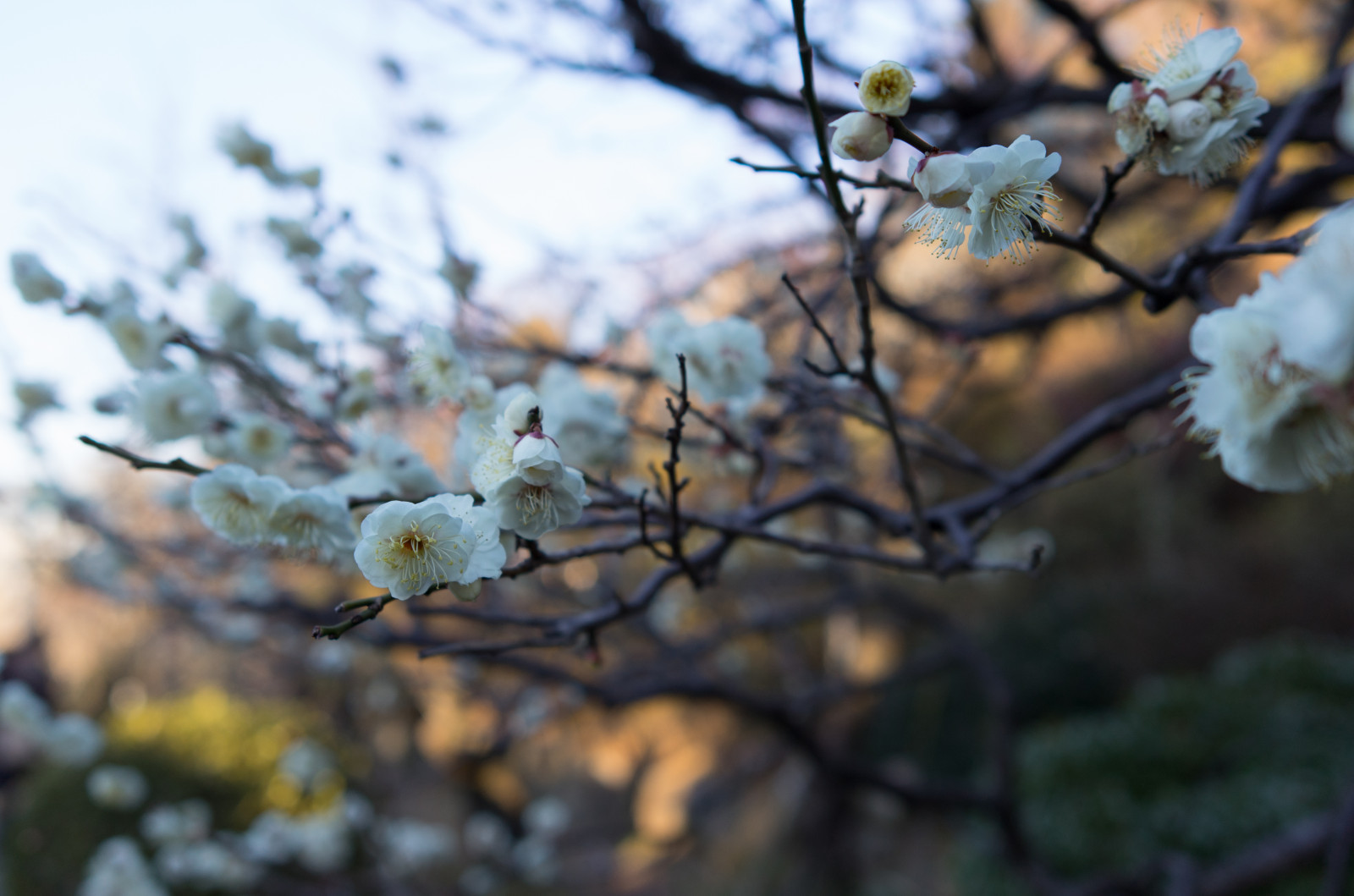 Japonsko, slunečnímu záření, Příroda, zima, větev, Třešňový květ, květ, jaro, Leica, Tokio, jp, strom, podzim, list, květ, rostlina, sezóna, švestka, UME, flóra, T, Ikegami, japaneseapricot, leicat, summicront235, Summicron, t235, ikagamiplumpark, botanika, makro fotografie