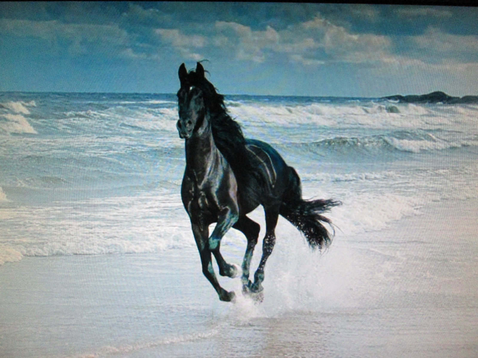 animali, mare, acqua, natura, cavallo, cielo, spiaggia, onde, Canone, onda, cielo blu, cavalla, infinitexposure, chanelchat, criniera, cavallo come mammifero, stallone, cavallo mustang, briglia, Cavallo nero