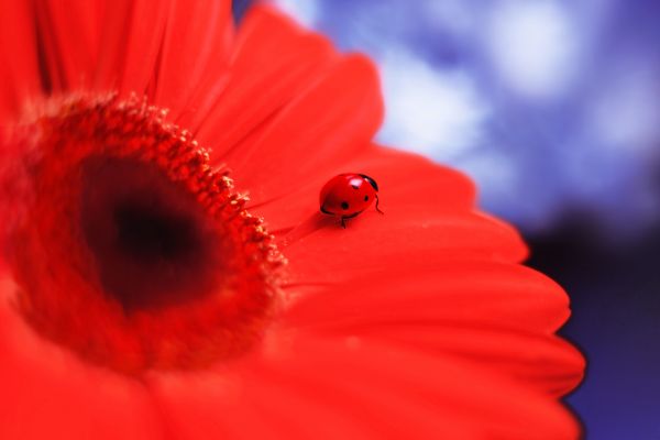 garden, nature, photography, red, sky, artwork